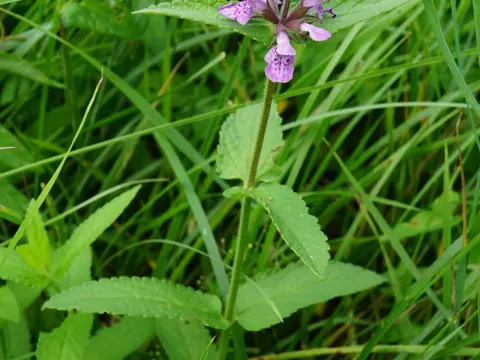 Marsh Woundwort