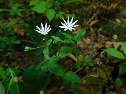 Great Chickweed