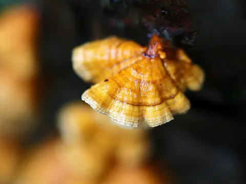 Crowded Parchment