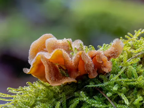 False Turkey Tail