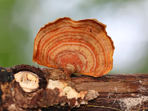 False Turkeytail