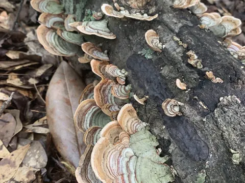 False Turkeytail