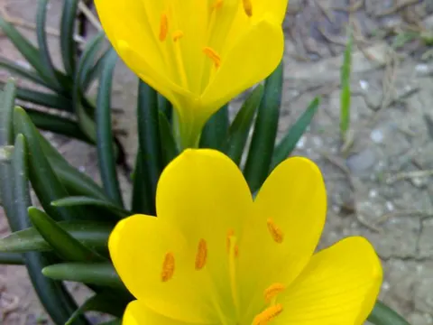 Autumn Daffodil