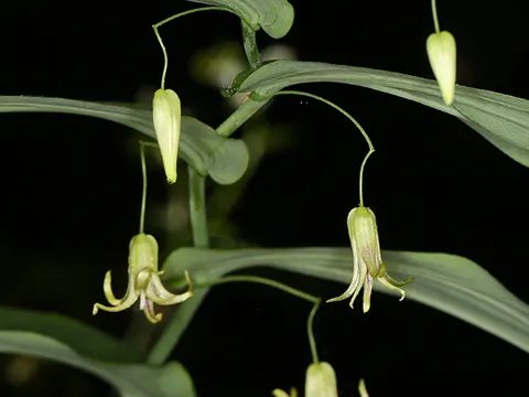 Clasping-leaved Twisted-stalk