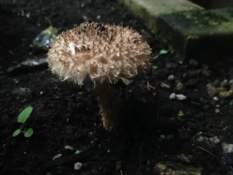 Confusing Old Man of the Woods