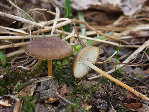 Pinecone Cap