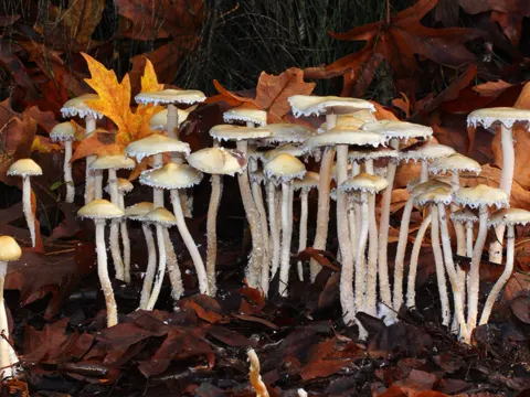 Ambiguous Stropharia