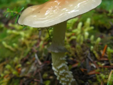 Conifer Roundhead