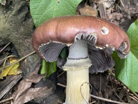 Wine Cap Mushroom
