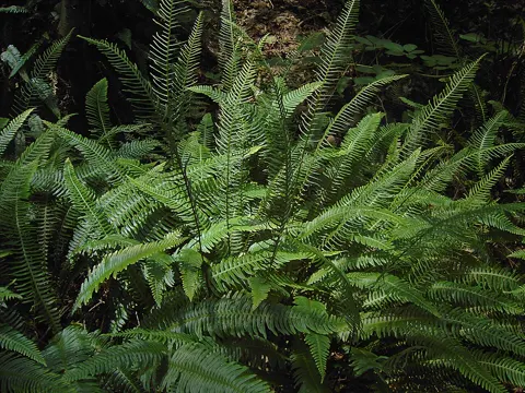Hard Fern