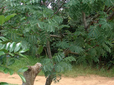 Barbatimão