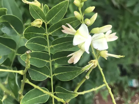 Japanese Pagoda Tree