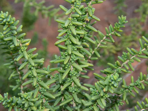 Shrubby Seablite