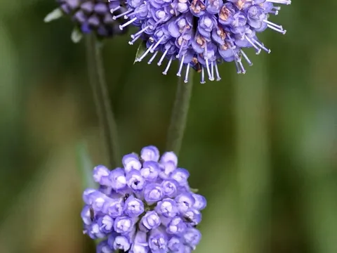 Devil's-bit Scabious
