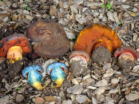 Almond Bolete