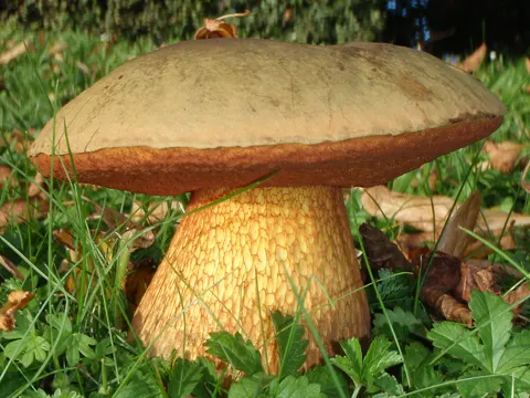 Lurid Bolete