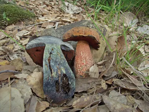 Deceiving Bolete