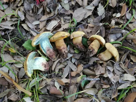 Deceiving Bolete