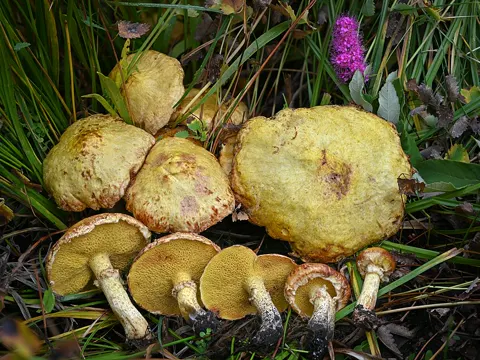 Chicken Fat Mushroom