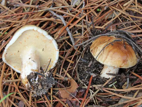 Champagne Bolete