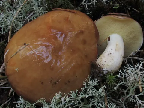 Short-footed Bolete