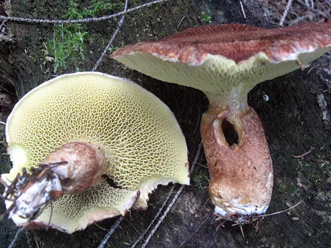 Hollow Bolete