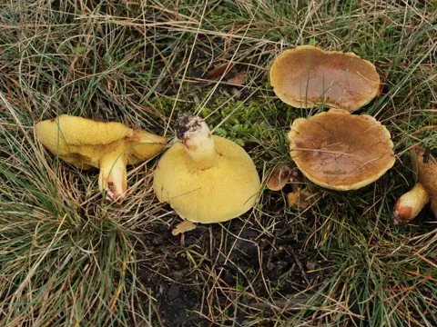 Ringed Bolete