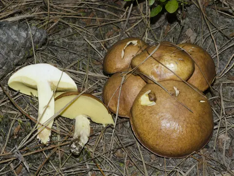 Weeping Bolete