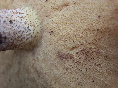 Kaibab Suillus