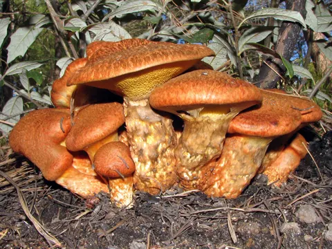 Western Painted Suillus