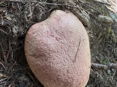 Rosy Larch Bolete
