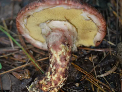 Larch Bolete