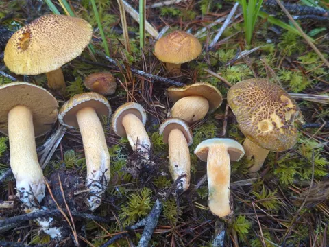 Woolly Pine Bolete
