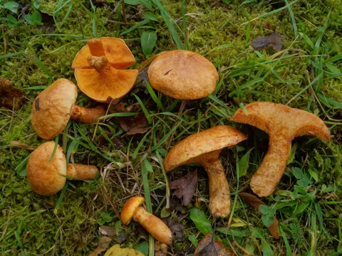 Orange Larch Bolete