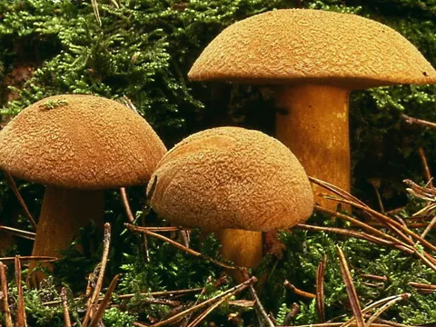 Velvet Bolete