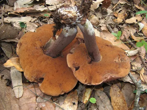Lilac-brown Bolete