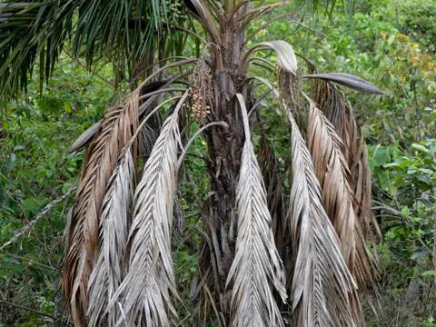 Caranda Palm