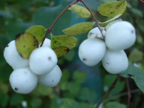 Common Snowberry