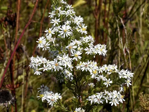 Heath Aster