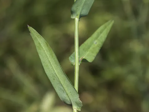 Smooth Aster