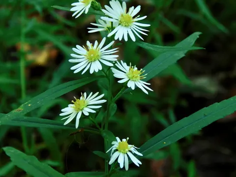 White Panicle Aster