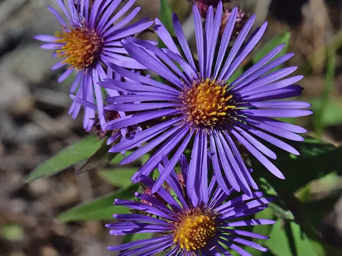 New York Aster