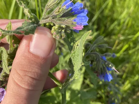 Rough Comfrey