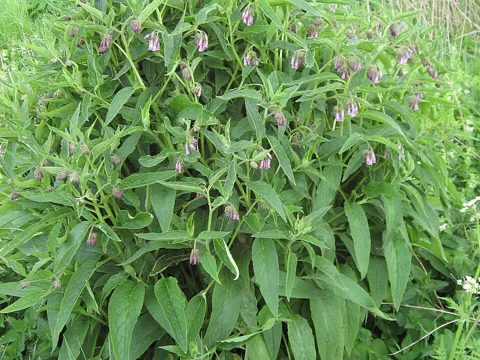 Russian Comfrey