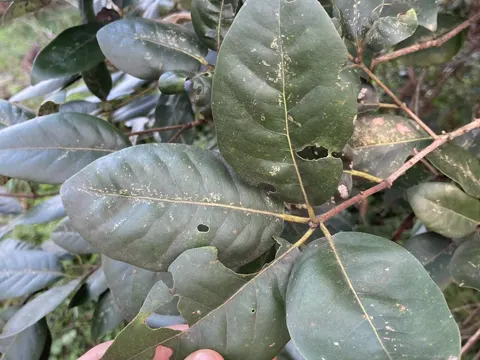 Turpentine Tree