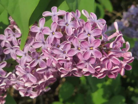 Lilac