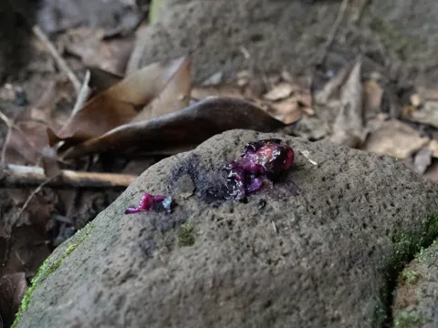 Java Plum