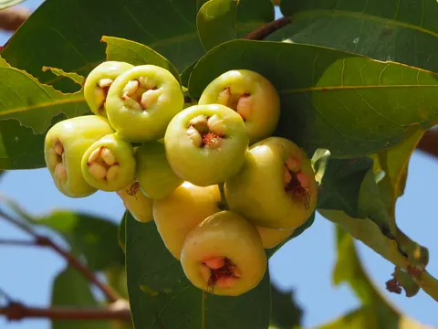 Java-Apfel