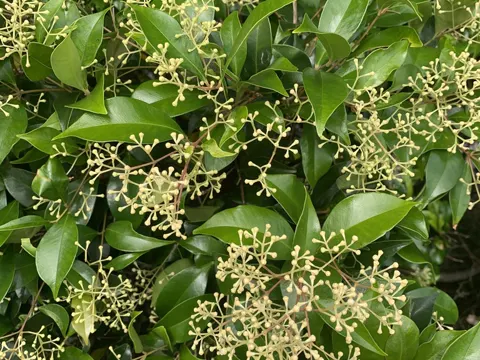 Lilly-pilly