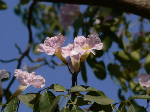 Rosy Trumpet Tree